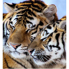 Алмазная мозаика "Милые тигры" Алмазная мозаика "Милые тигры"