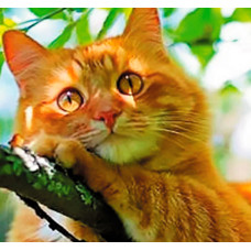 Алмазная мозаика "РЫЖИЙ КОТИК" Алмазная мозаика "РЫЖИЙ КОТИК"